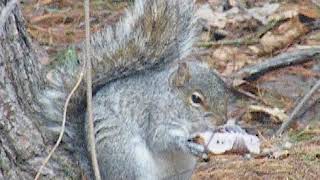 Squirrel's Breakfast-Part 2