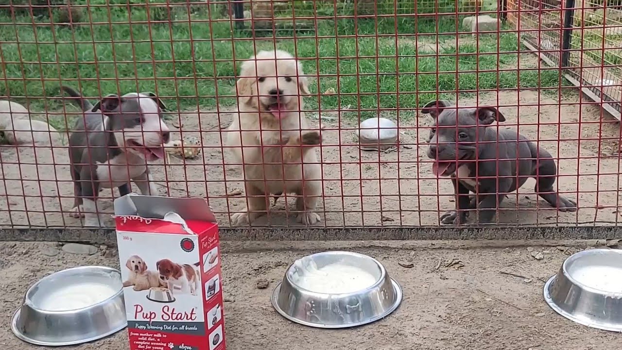 which dog food is best for your Puppy Doggyz World - YouTube