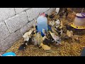 цыплята с утятами