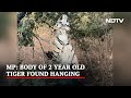 Two-year-old tiger found hanging in Madhya Pradesh Tiger reserve