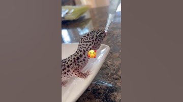 How to give your gecko a bath 🧼 🦎 #shorts