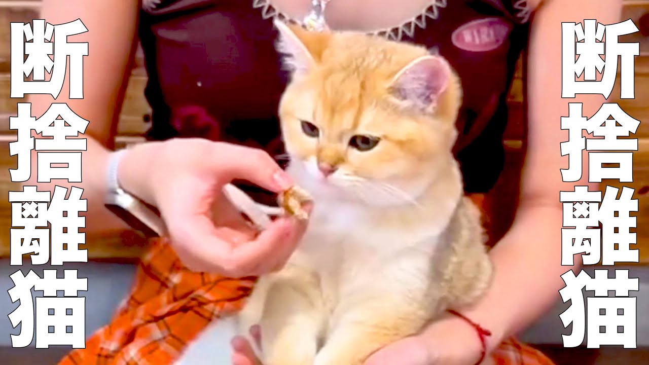 断捨離くん Compilation] Cat's decluttering [Dubbing] - YouTube