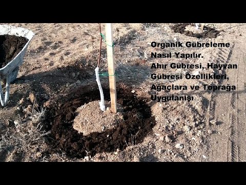 Video: Sonbaharda Hangi Gübreler Uygulanmalıdır? Bahçede Ve Sebze Bahçesinde Arazi Kazmak Için Sonbahar Gübreleri, Gübre Yapma Kuralları