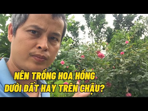 Video: Trồng hoa hồng dưới đất vào mùa xuân. Trồng hoa hồng leo xuống đất