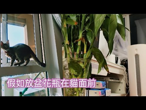 假如你放盆花瓶在貓面前 If You Give Your Cat A Vase Youtube