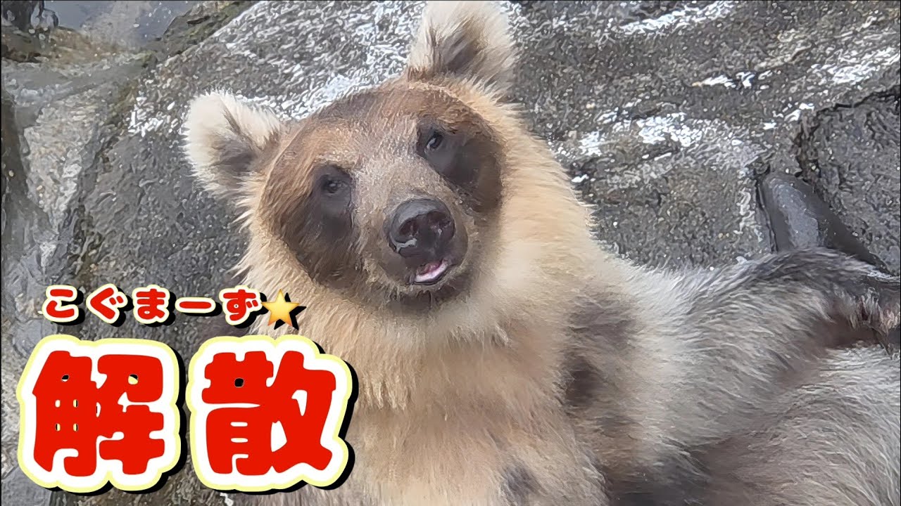 Thank you, little bears✨ I'll never forget you [Noboribetsu Bear