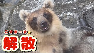 Thank you, little bears✨ I'll never forget you [Noboribetsu Bear