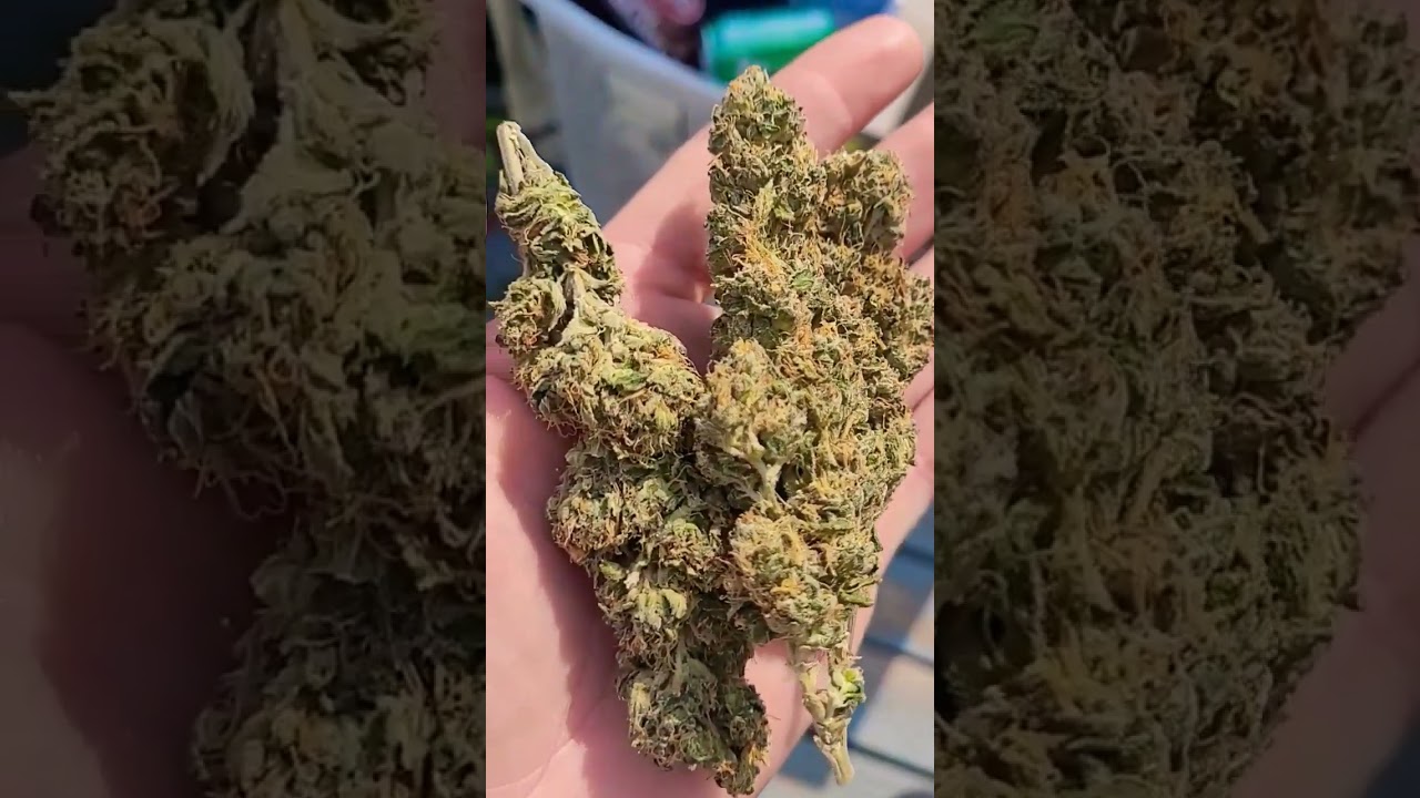 🫐Blueberry Hybrid GAS⛽️