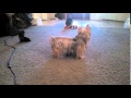 Silky Terrier Puppies Playing Sneezing の動画、YouTube動画。