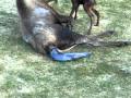 AK Moose Birth 5-24-2010.MOV