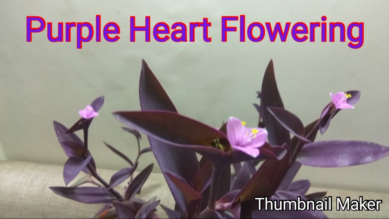 Purple Heart plant why and how it should be planted at home YouTube
