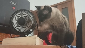 Siamese cat and the USB Fan - Meimei engineering #funny #cute