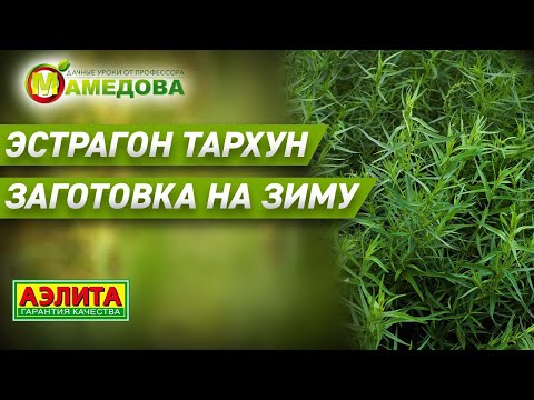 ЭСТРАГОН ТАРХУН - ЗАГОТОВКА НА ЗИМУ