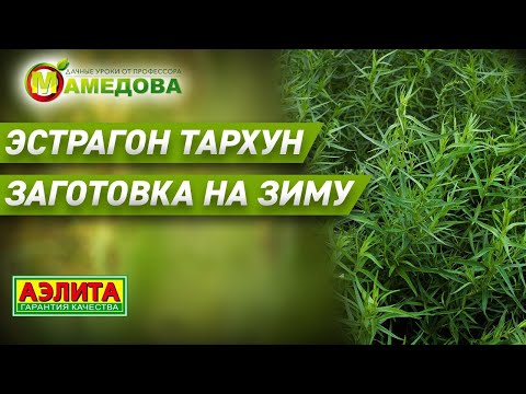 Видео: Время сбора эстрагона – узнайте, как собирать свежий эстрагон