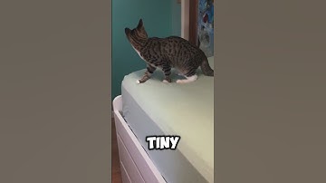 Kitten’s First Taste Of Catnip 😂😹