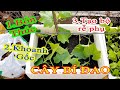 Cách bón thúc - khoanh gốc - tạo bộ rễ phụ cho cây bí đao phát triển tốt |  Fertilize pumpkin plants