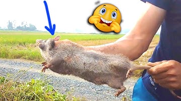 Bắt được chuột đồng khủng như dúi rừng - Caught a giant field mouse that looks like a forest worm