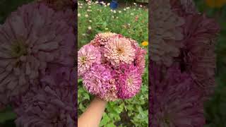 Unique Pink Zinnias, Flower Farming