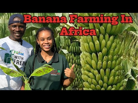 Inside Tanzania S Banana Goldmine From Lab To Farm To Global Market Getting Rich In Banana Farming