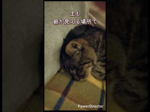 23歳と5ヶ月の老猫。ココ爺、こんな日もある。 #seniorcat #cat #老猫 #猫のいる暮らし #ココ爺 #seniorcat