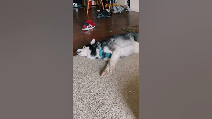 Watch the video about Cute pets and funny animals compilations videos - puppies #79