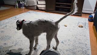 Best fly pointer in NY