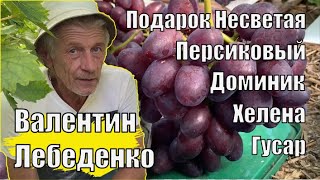 видео: Виноградник Валентина Лебеденко. Обзор сортов винограда / Сорта винограда картинка: Виноградник Валентина Лебеденко. Обзор сортов винограда / Сорта винограда