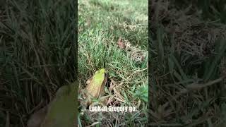 Taking My Frog To The Dog Park