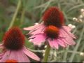 Invasive Species (30 seconds)