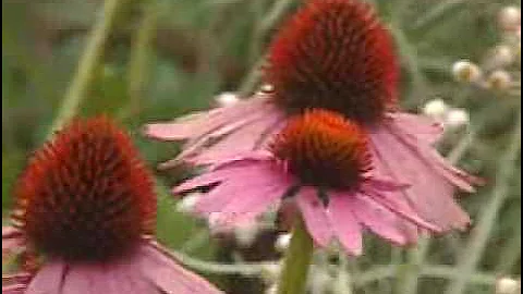 Invasive Species (30 seconds)