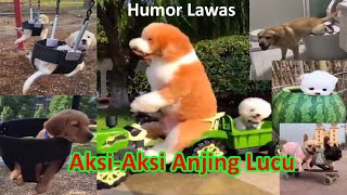 Anjing Lucu | Humor Lawas | Bikin Ngakak | Humor Lawas | Humor Gokil | Video Lucu