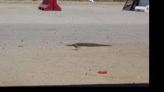 Chickadees eating cheeze its - OIF 3 Fob Warrior
