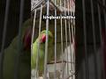Ishqbaaz mitthu phone dekhne wala mitthu mitthu baby #parrot #birds birds #shortsfeed #shortsviral