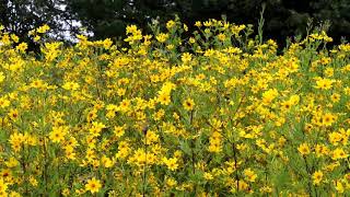 Pennsylvania Leatherwings on Missouri Bidens