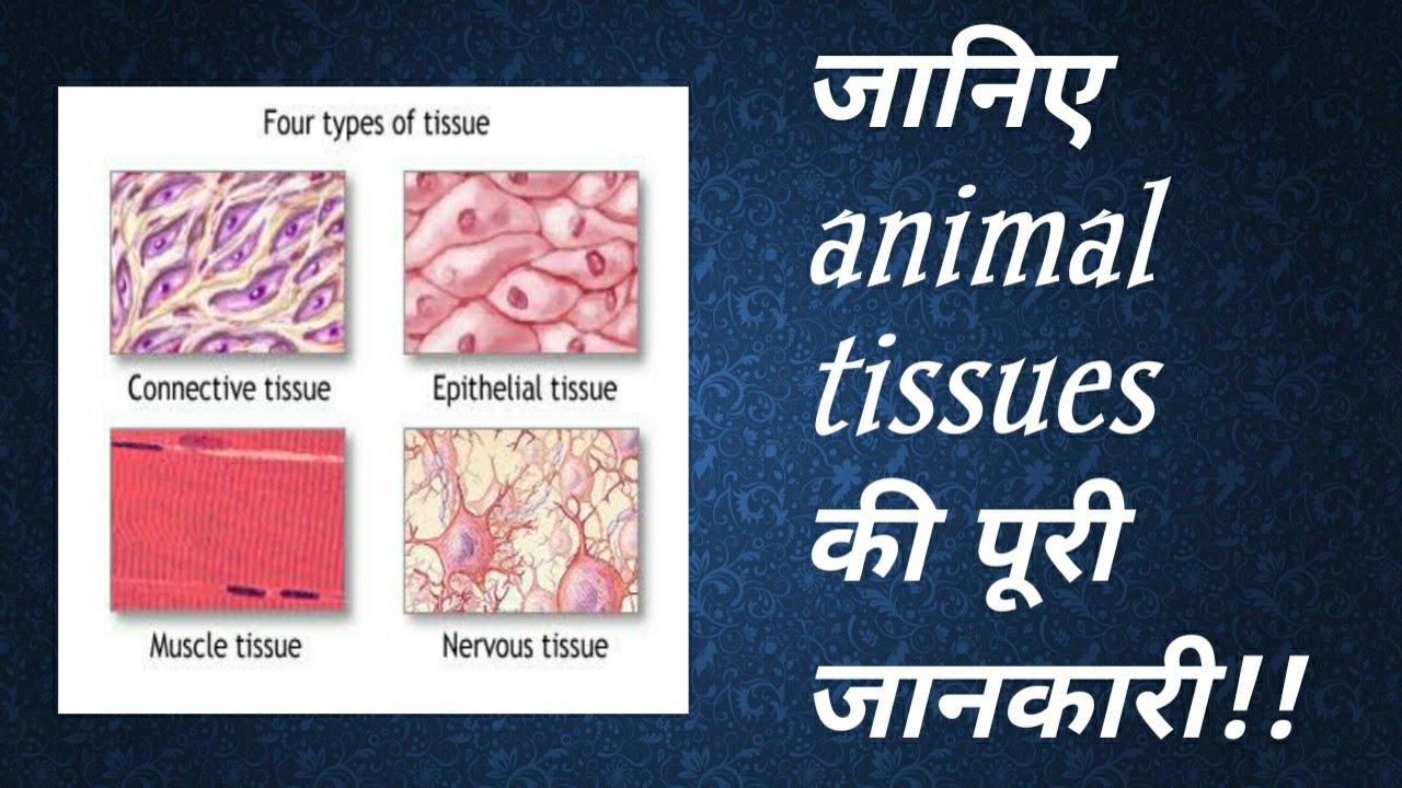 Animal tissue.
