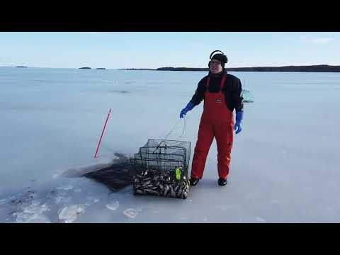 Video: Kuinka Määrittää Jäätymisen Syvyys