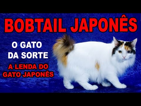 Vídeo: Bobtail Japonês