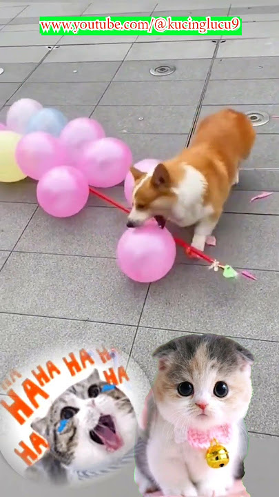 DOGGY JUALAN BALON MALAH NGAMUK BEGINI #kucingoren #doggame #kucingnyimut #kucingviral #videongakak