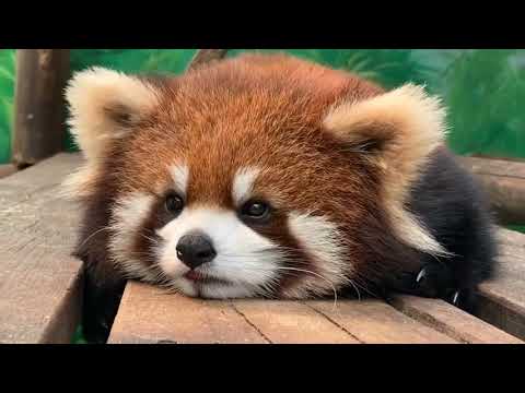 Video: Lesser panda: description and photo