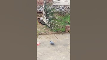 Thumbnail of Most beautiful bird displaying his feathers| Peacock displaying his feathers|