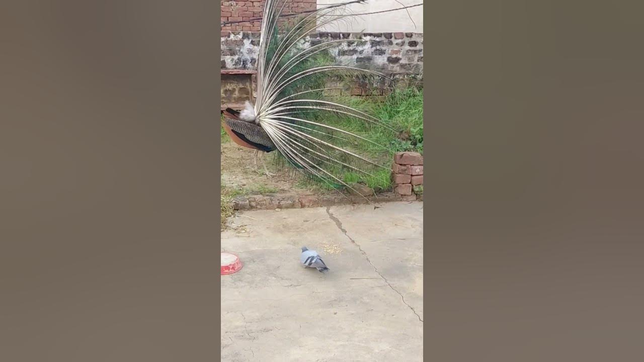 Most beautiful bird displaying his feathers| Peacock displaying his feathers|