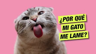 ¿POR QUÉ MI GATO ME LAME?... NO ES POR AMOR!  LA GATERÍA TV