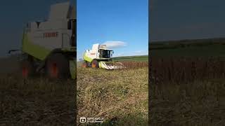 Claas Lexion 530 and Claas Conspeed 6-70 Sunflower 2022