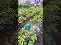 भेंडी कीटकनाशक फवारणी..#agriculture #agriculturefarming #farming #youtube #youtubeshort