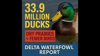 What Duck Hunters Need to Know   2025 Duck Population Report screenshot 3