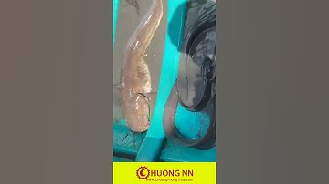 Câu Cá Ngát Cần Giờ Rất Nhiều #Shorts