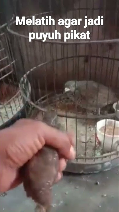 melatih puyuh agar jadi puyuh pikat#videoshorts #puyuhbima#puyuhindonesia