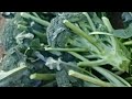 Khalilabad Market Live Video Live Streaming YouTube Live Viral Video Short Shortfeed 