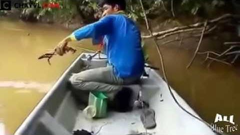 Câu tôm càng xanh khổng lồ