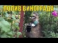 Полив винограда. Когда и сколько.